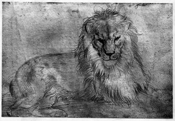durer-lying-lion